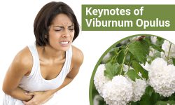 Viburnum Opulus