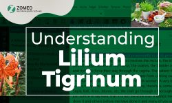 Lilium Tigrinum